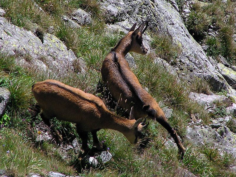 Définition Chamois Rupicapra rupicapra Isard